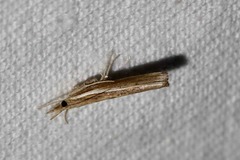 Fissicrambus haytiellus