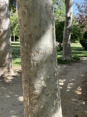 Platanus
