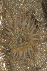 Bunodosoma zamponii