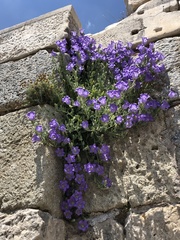 Campanula tomentosa
