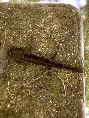 Salamandra salamandra