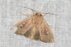 Cerastis punctosa