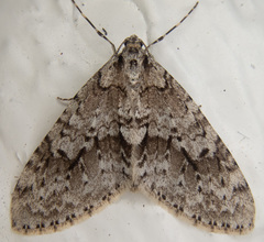 Cladara limitaria