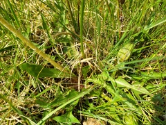 Taraxacum nordstedtii