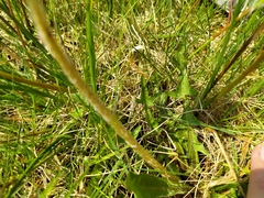 Taraxacum nordstedtii
