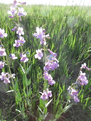 Penstemon secundiflorus