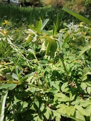 Helleborus dumetorum