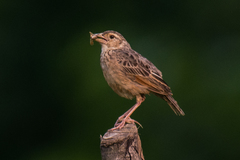 Mirafra assamica