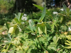 Helleborus dumetorum