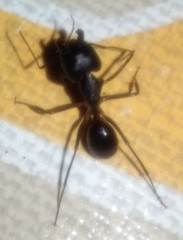 Camponotus barbaricus