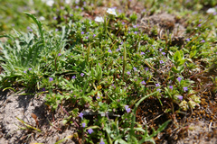 Pogogyne serpylloides