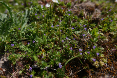 Pogogyne serpylloides