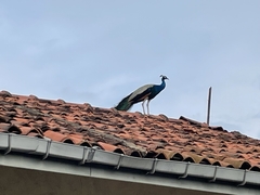 Pavo cristatus