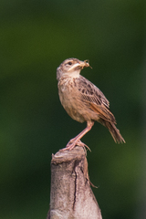Mirafra assamica
