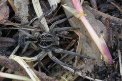 Lycosa pampeana