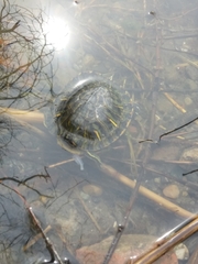 Trachemys scripta