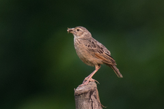 Mirafra assamica