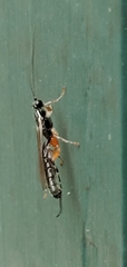 Clistopyga recurva