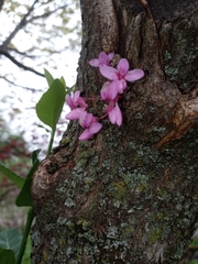 Cercis canadensis