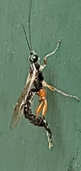 Clistopyga recurva