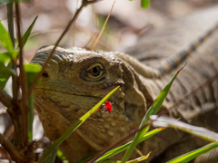 Cyclura nubila