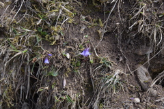 Soldanella