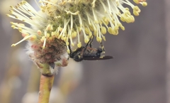 Empis borealis