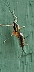 Clistopyga recurva