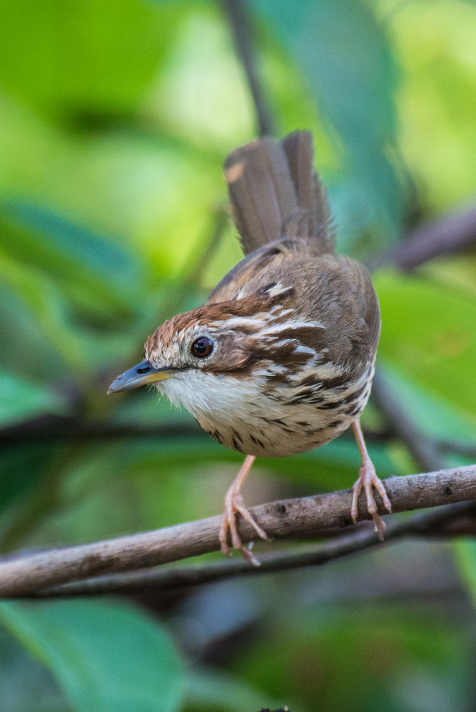 Puff-Throated Babbler