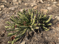 Euphorbia vandermerwei