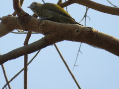 Dryobates passerinus