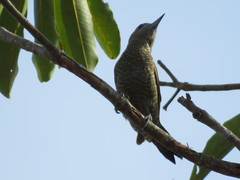 Dryobates passerinus