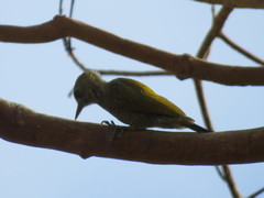 Dryobates passerinus