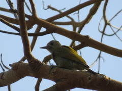 Dryobates passerinus