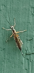 Clistopyga recurva