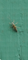 Clistopyga recurva