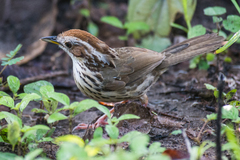 Pellorneum ruficeps