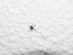 Hypsosinga albovittata