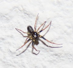 Hypsosinga albovittata