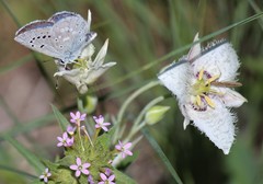 Calochortus lyallii
