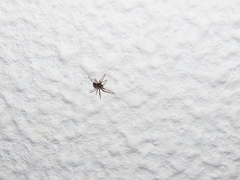 Hypsosinga albovittata