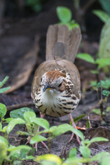 Pellorneum ruficeps