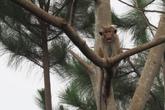 Macaca sinica