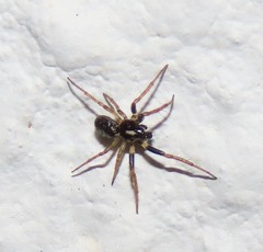 Hypsosinga albovittata