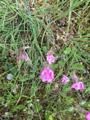 Silene scabriflora