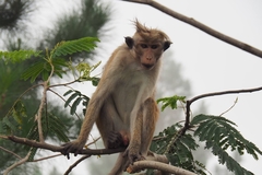 Macaca sinica