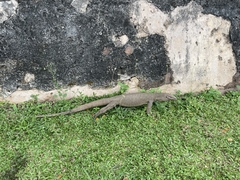 Varanus bengalensis
