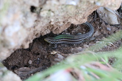 Podarcis melisellensis