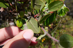 Arctostaphylos tomentosa