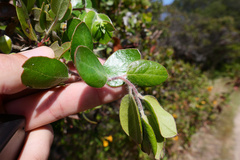Arctostaphylos tomentosa